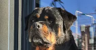 avatar petsitter