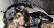 avatar petsitter