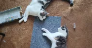 avatar petsitter