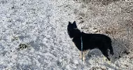 avatar petsitter