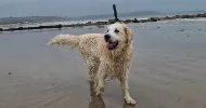 avatar petsitter