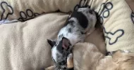 avatar petsitter