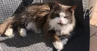 avatar petsitter