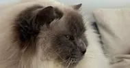 avatar petsitter