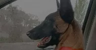 avatar petsitter