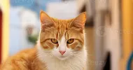 avatar petsitter