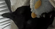 avatar petsitter