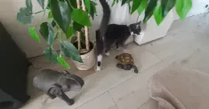 avatar petsitter
