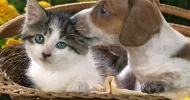 avatar petsitter