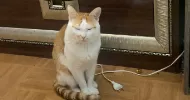 avatar petsitter