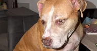 avatar petsitter