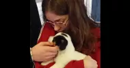 avatar petsitter