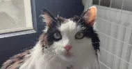 avatar petsitter