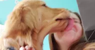 avatar petsitter