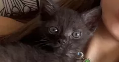 avatar petsitter