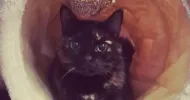 avatar petsitter