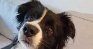 avatar petsitter