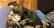 avatar petsitter