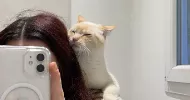 avatar petsitter