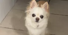avatar petsitter