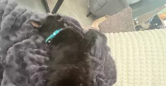 avatar petsitter