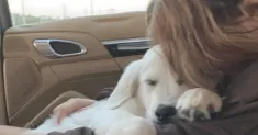 avatar petsitter