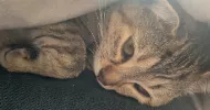 avatar petsitter