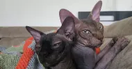 avatar petsitter