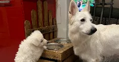 avatar petsitter