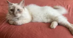 avatar petsitter