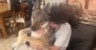 avatar petsitter