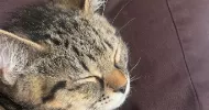 avatar petsitter