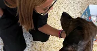 avatar petsitter