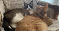 avatar petsitter