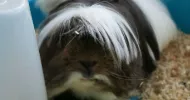 avatar petsitter