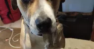 avatar petsitter