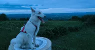 avatar petsitter