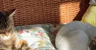 avatar petsitter