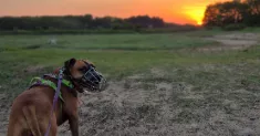 avatar petsitter