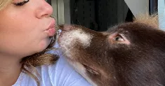 avatar petsitter