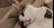 avatar petsitter