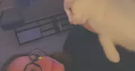 avatar petsitter