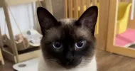 avatar petsitter