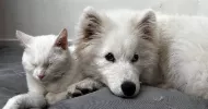 avatar petsitter