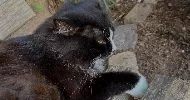 avatar petsitter
