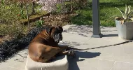 avatar petsitter