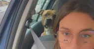 avatar petsitter