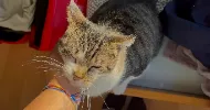 avatar petsitter