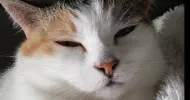 avatar petsitter