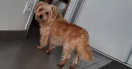 avatar petsitter